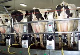 Австрийцы научат фермеров Бурятии доить коров