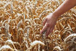 Урожайность зерновых в Томской области превышает прошлогодние показатели