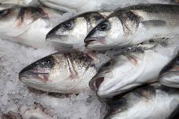 Благодаря научным исследованиям рек Томской области увеличены квоты вылова рыб