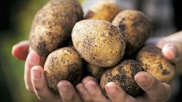 Участниками акции «Социальный картофель» станут 123 семьи 