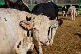 Фермерам могут разрешить использовать маткапитал на покупку скота и семян