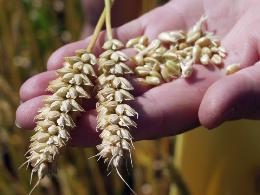 Урожайность зерновых в России на 21% ниже прошлогодней
