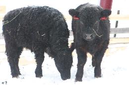 В Томскую область завезли первую партию мясного скота породы «галловей»