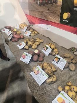 Делегация из Томской области приняла участие в фестивале «День картофельного поля»
