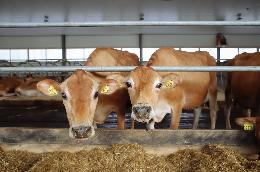 Фермерам разрешат выращивать племенных бычков и барашков