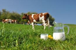 Минсельхоз России: в стране увеличены объемы производства молока