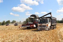 Томская область сохраняет первое место в Сибири по урожайности зерновых