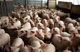 В Томской области увеличилось поголовье свиней и КРС