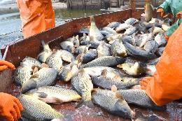 Рыбоводство в больших прудах на водотоках хотят упростить