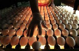 «Белая птица» начнет выпуск племенного инкубационного яйца