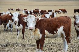 Мясное животноводство становится инвестиционно привлекательным