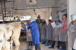 Аграрный центр приглашает  на семинар по искусственному осеменению коров и телок 