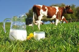 Молоко лейкозных коров разрешат к продаже