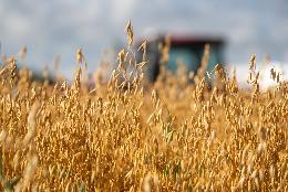 Производителям зерна Томской области доведен весь объем господдержки