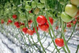 Минсельхоз России: в стране увеличивается валовый сбор тепличных овощей