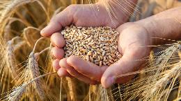 Экспортные цены на российскую пшеницу упали до уровня прошлого года