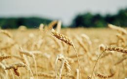 Пошлина на экспорт пшеницы из России вырастет с 5 июля