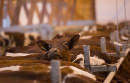 Томские сельхозпредприятия увеличили поголовье крупного рогатого скота и свиней