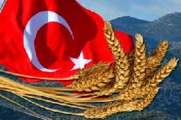 Турция ввела новые ограничения на импорт пшеницы из России