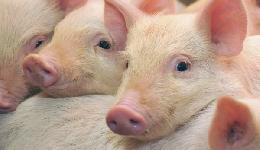 Как хрюкают свиньи, зависит от их индивидуальности