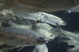 Отмену ввозных пошлин на мальков лососевых предложили продлить до конца 2024 года