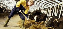 Россия станет пилотным регионом глобального проекта по развитию инновационного молочного животноводства