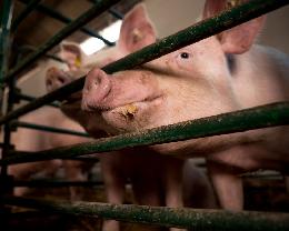 В Томской области увеличилось поголовье свиней