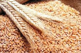 В России готовятся стандарты зерновой торговли