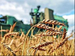 Россельхозбанк снизил ставки по кредитам на сезонные полевые работы