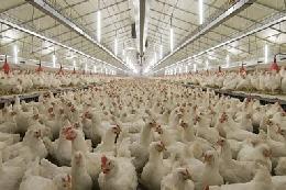Производители птицеводческой продукции не ожидают дефицита и перебоев поставок