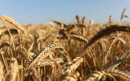Эксперты рассказали, как погода повлияет на качество российской пшеницы