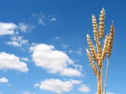 Аналитики снизили прогноз экспорта зерна из России