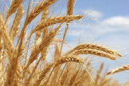 В России посевные площади пшеницы увеличены более чем на 6%