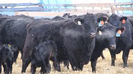 Томские специалисты по мясному скотоводству повысили квалификацию в Оренбургской области