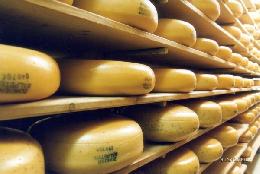 Минсельхоз: производство сыров и сырных продуктов в январе-феврале выросло на 32,9% 