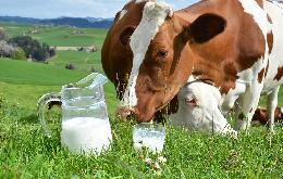 Томских сельхозтоваропроизводителей приглашают к участию в V Международном агропромышленном молочном форуме