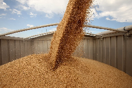 Экспорт зерновых вырос на треть 