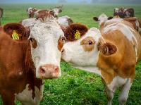 Вебинар «Молочный скот: транзитный период, гипокальцемия, кетоз, ацидоз» 