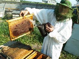 Томских пасечников приглашают побороться за звание «Лучший пчеловод» в России 