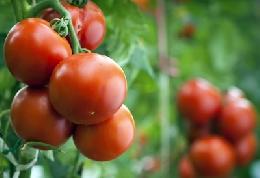 Россия через 4–5 лет может закрыть дефицит томатов
