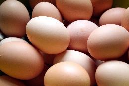 В 2015 году в Томскую область из стран Европы экспортировано 19 млн штук инкубационного яйца, 268 голов племенного КРС и 1000 доз племенного материала