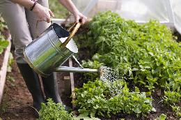 Томская область возобновляет сезонные перевозки садоводов на мичуринские участки