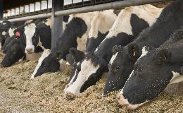 Животноводов приглашают на вебинар по кормлению молочного скота