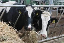 В Беларуси зарегистрировали собственную породу коров