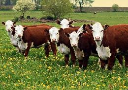 Владимир Путин подписал закон о лизинге крупного рогатого скота мясных пород