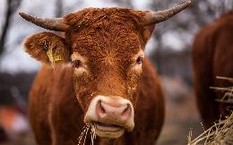 В России растет поголовье мясного скота