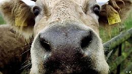 Россельхознадзор запретил импорт крупного рогатого скота из Грузии