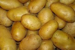 Минсельхоз выделит до конца 2018 года 614 млн рублей на развитие отечественного семеноводства картофеля
