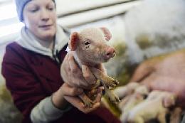 В России растет производство и экспорт продукции свиноводства