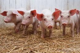 В Томской области усилен контроль за содержанием и  ввозом свиней 